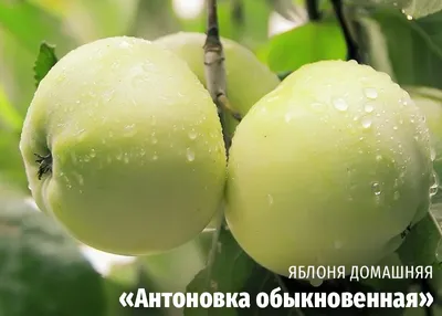 Изображение с белой розой и яблками: скачать в jpg, png, webp