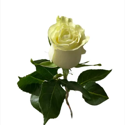Белая роза с яблоками: выбор размера и формата на фото