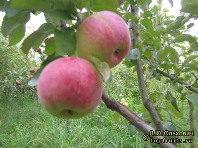 Изображение яблок на белой розе: скачать в jpg, png, webp