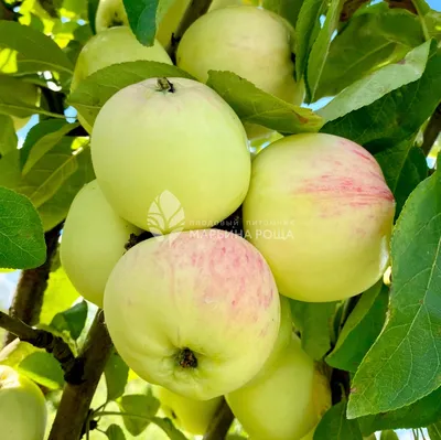 Фото с розой и яблоками: скачать в jpg, png, webp на фото