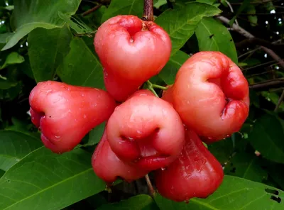 Изображение яблок на белой розе: скачать в jpg, png, webp на фото