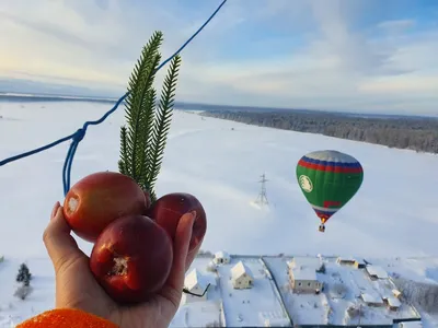 Фотографии снежных Яблок: Высокое разрешение, разнообразие форматов