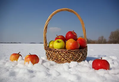 Фото Яблок на снегу: Бесплатные и качественные загружаемые файлы