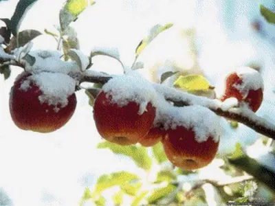 Зимний сад: пленительные яблоки в окружении белого снега
