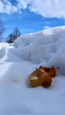 Фотография с зимними яблоками в 4K разрешении