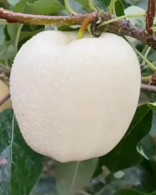 Фотография яблони белой розы для использования в дизайне