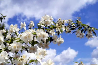 Фото, на котором изображена яблоня белой розы