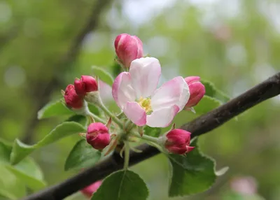 Яблоня белая роза с высоким качеством изображения в формате png