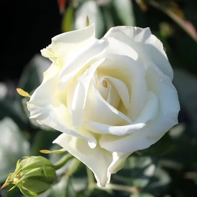 Яблоня белая роза с возможностью скачать в разных размерах