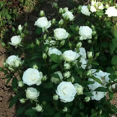Фотография яблони белой розы в высоком разрешении