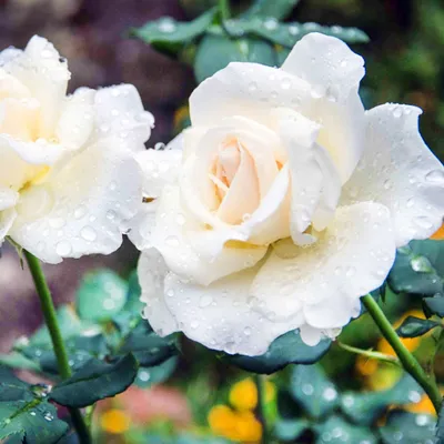 Фото розы Яблоня белая роза для использования в дизайне