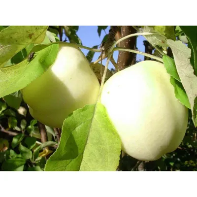 Реалистичное фото яблони белой розы для дизайн-проектов