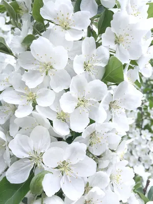 Фото розы Яблоня белая роза для использования в дизайне