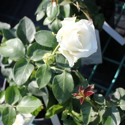 Фотография яблони белой розы с высоким качеством