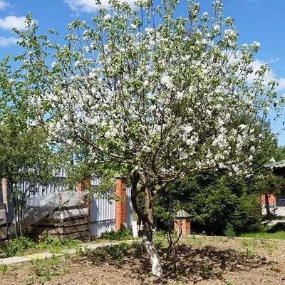 Изображение яблони белой розы с выбором размера и формата