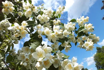 Яблоня белая роза для скачивания в формате webp