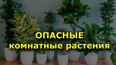 Изображение ядовитых растений для человека: PNG формат для скачивания