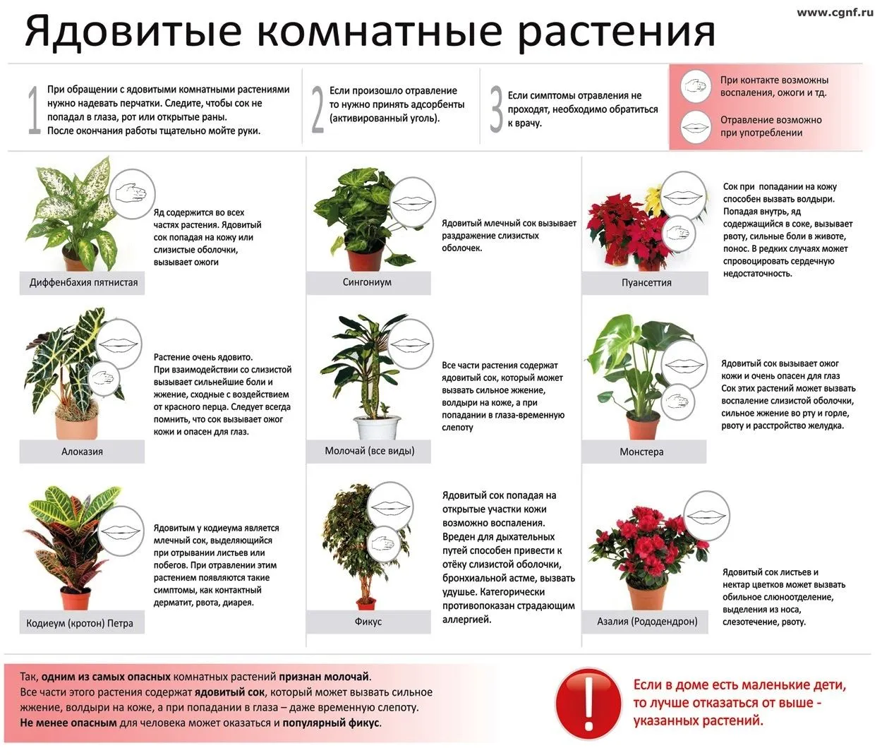 Фотография ядовитых комнатных растений: Выбор размера и формата | Ядовитые  комнатные растения для человека Фото №763374 скачать