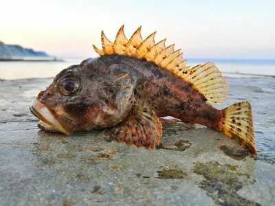 Ядовитые рыбы черного моря на фото