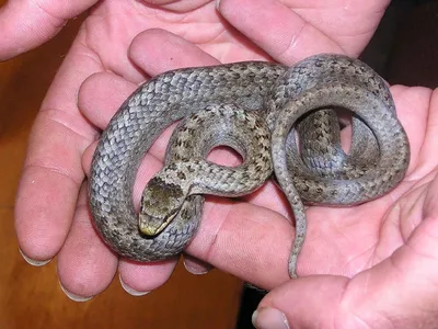 Ядовитые змеи саратовской области  фото