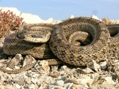 Фотографии ядовитых змей саратовской области в разных размерах