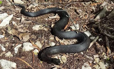 Фото ядовитых змей саратовской области в разных размерах и форматах