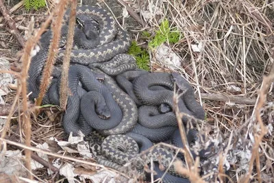 Змеи саратовской области: фото выбранного размера и формата[1]