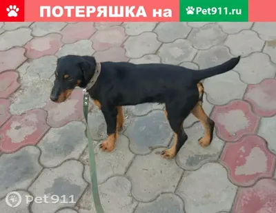 Фото ягдтерьера с природным фоном