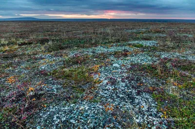 Фото Ягеля в тундре - новые изображения в хорошем качестве