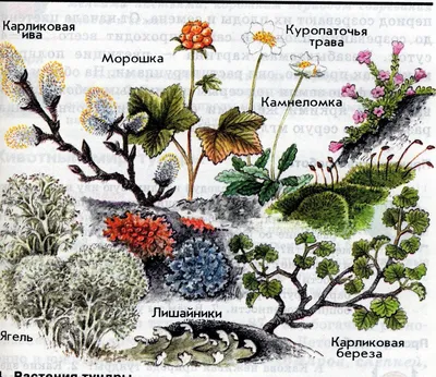 Изображения Ягеля в тундре