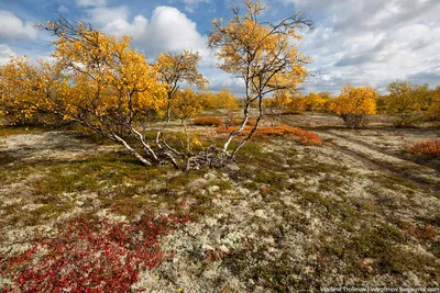 Картинка Ягеля в тундре в формате png