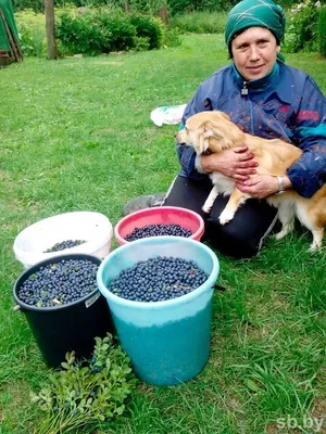 Подарки природы: фотографии лесных ягод