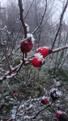 Кристаллы природы: фотографии ягод в снежном плену