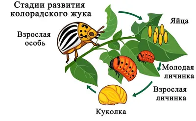 Изображения Яиц колорадского жука в JPG формате