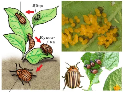Фото Яиц колорадского жука для использования
