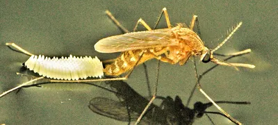Фотографии комаров в высоком разрешении