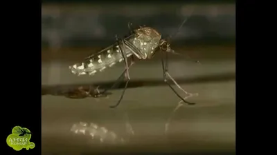 Фото комаров: новые изображения для скачивания