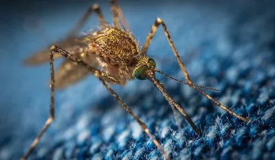 Фото комаров: скачать бесплатно в разных форматах