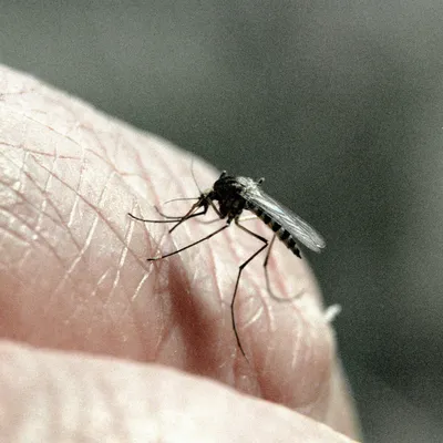 Изображения комаров в формате PNG: новые фото