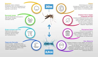 Фотографии комаров: новые изображения для скачивания