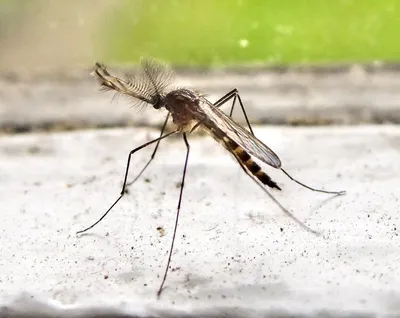 Фото комаров в высоком разрешении: выберите формат