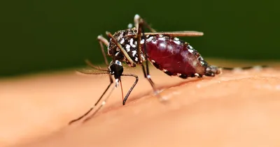 Фото комаров: выберите размер и формат для скачивания