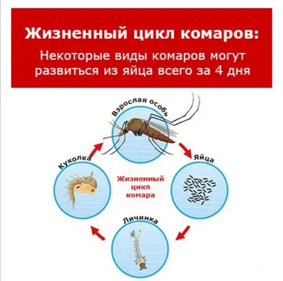 Фотографии комаров в высоком разрешении: новые фото