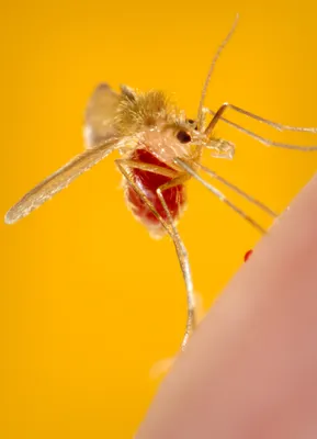 Фотографии яиц комаров: уникальные кадры