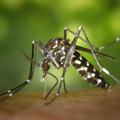 Яйца комаров: фотографии из мира насекомых
