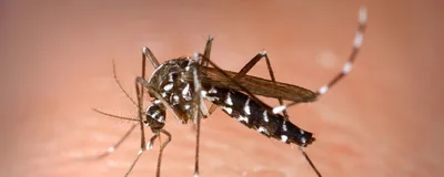 Удивительные детали яиц комаров на фото