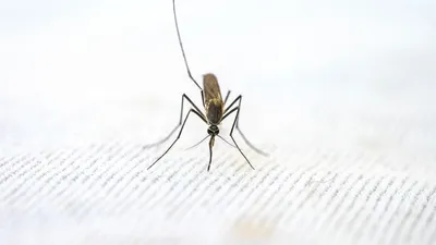 Фотографии яиц комаров: природное искусство