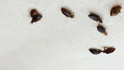 Яйца комаров: загадочные объекты на фото