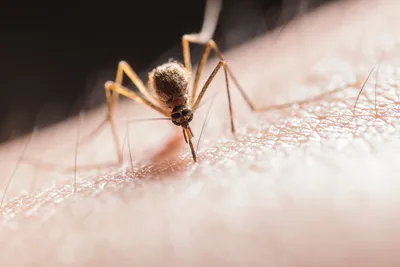 Фотоальбом яиц комаров: загадочная красота