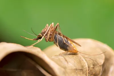 Фотографии яиц комаров: мир насекомых в деталях